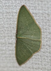 Chlorocoma melocrossa