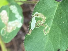 Aulagromyza cornigera