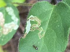 Aulagromyza cornigera