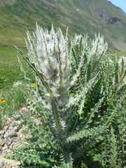 Cirsium eatonii