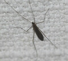 Chioneinae