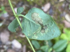 Aulagromyza cornigera