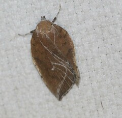 Arachnographa micrastrella