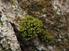 Zygodon viridissimus