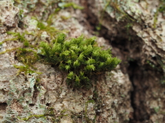 Zygodon viridissimus