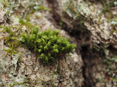 Zygodon viridissimus