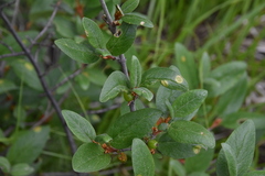 Puccinia caricis-shepherdiae
