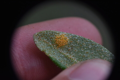 Puccinia caricis-shepherdiae