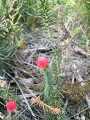 Erica cerinthoides