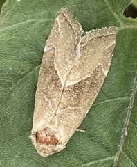 Plagiomimicus spumosum