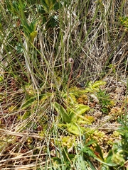 Pinguicula leptoceras