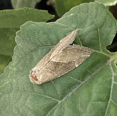 Plagiomimicus spumosum