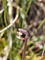 Pinguicula leptoceras