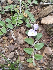 Evolvulus rotundifolius