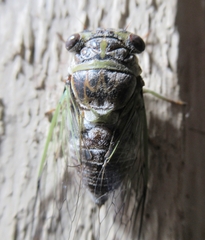 Diceroprocta vitripennis