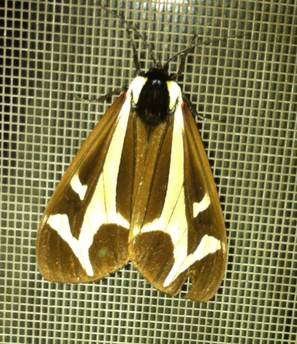 Northern Giant Flag Moth