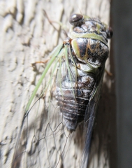 Diceroprocta vitripennis
