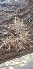 Tillandsia capillaris