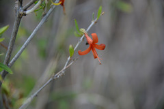 Anisacanthus thurberi