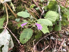 Clinopodium grandiflorum