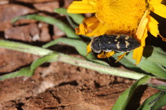 Acmaeoderella flavofasciata