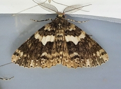 Ascotis fortunata
