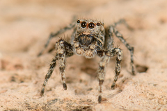 Habronattus amicus