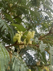 Paraserianthes lophantha