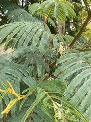 Paraserianthes lophantha