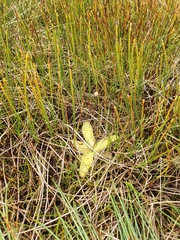 Pinguicula leptoceras