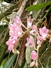 Rodriguezia lanceolata