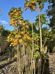 Polyscias guilfoylei