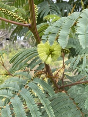 Paraserianthes lophantha