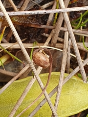 Pinguicula leptoceras