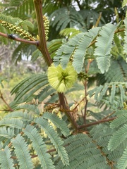 Paraserianthes lophantha