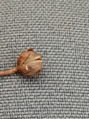 Pinguicula leptoceras