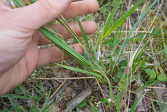 Sisyrinchium montanum