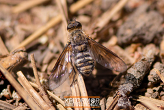 Chrysanthrax vanus