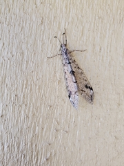 Dendroleon speciosus