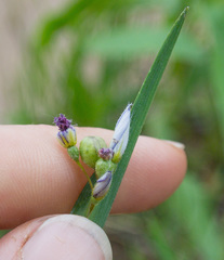 Sisyrinchium montanum