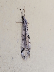 Dendroleon speciosus