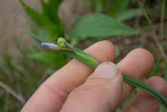 Sisyrinchium montanum