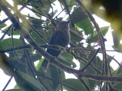 Myiotheretes fumigatus