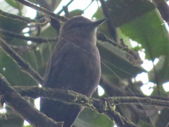 Myiotheretes fumigatus