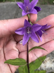 Campanula rapunculoides