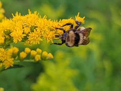 Bombus borealis image