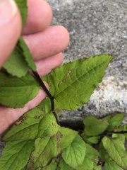 Campanula rapunculoides