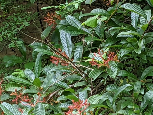 Viburnum sieboldii iNat (2)