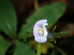 Linderniaceae