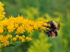 Bombus borealis image